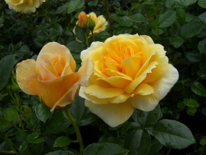 TOGMEISTER (floribunda)